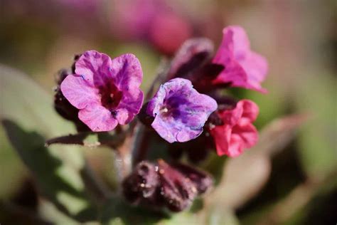 Lung Rt Fakta Sk Tsel Plantering Guide Hemmanytt Se