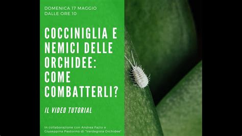 COME ELIMINARE LA COCCINIGLIA E GLI AFIDI DALLE ORCHIDEE SCOPRITELO