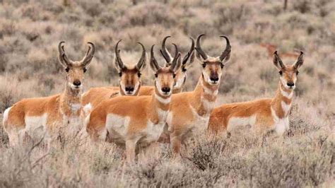 Guide To Hunting Pronghorn Antelope