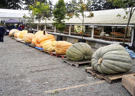 Giant Pumpkin Winner Tips the Scales Today at 1,450 lbs - Anacortes ...