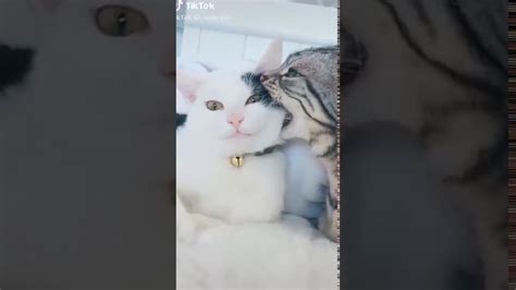 Funny Cats Of Tiktok 😹😹 Compilation 21 Youtube