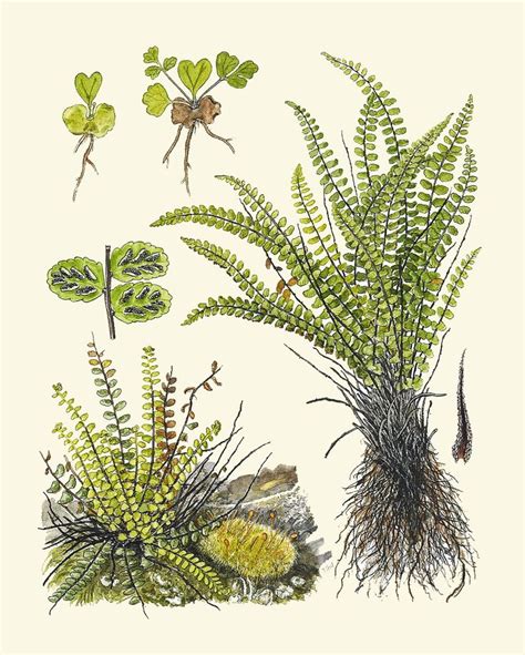 FERN Print SET Of 9 Botanical Art Print Lindman Antique Green Ferns