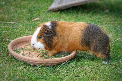 Guinea Pig Rodent Feed Free Photo On Pixabay Pixabay