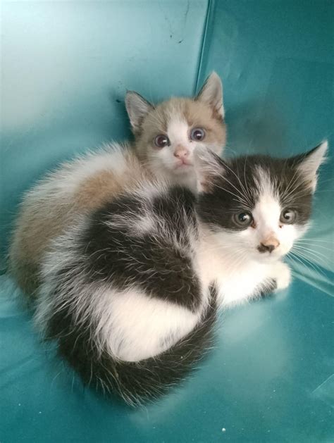 Route 117 Schedule: Colonie to Guilderland via Wolf Road 30