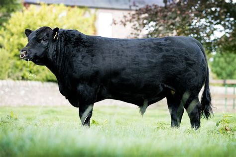 Angus bull thoughts. | CattleToday.com - Cattle, Cow & Ranching Community