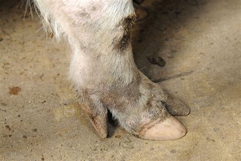 Do Pigs Have Hooves? Debunking Piggy Puzzles - Animal Hype