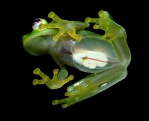 Study Glassfrogs Hide Red Blood Cells In Their Liver To Achieve