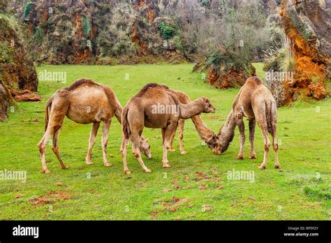 Camel Dromedary Camelus Dromedarius Stock Photo Alamy
