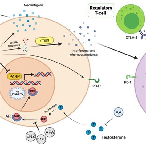 Parp Inhibitors Combined With Immune Checkpoint Inhibitor Are A