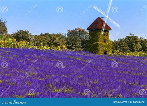 Windmills And Purple Flowers Stock Image Image Of Botanical Windmill