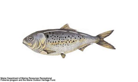 menhaden – Southern Fried Science