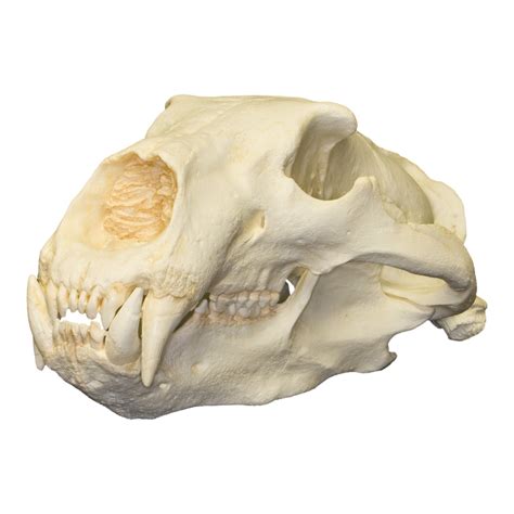 Replica Polar Bear Skull For Sale – Skulls Unlimited International, Inc.