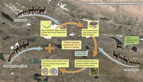 A visual overview of Tibetan antelope migration patterns that reduce ...