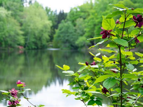 Types Of Shade-Loving Shrubs