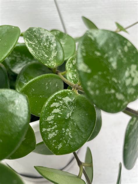 Hoya Mathilde Splash Hanging Basket Formosa Gardens Nursery Ballarat