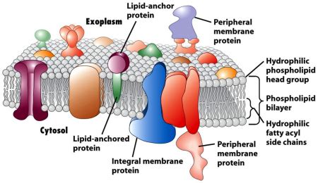 Membrane Protein Identification Creative Proteomics