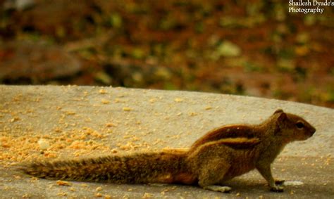 Magical Shots: Mysore Zoo Animals..!!