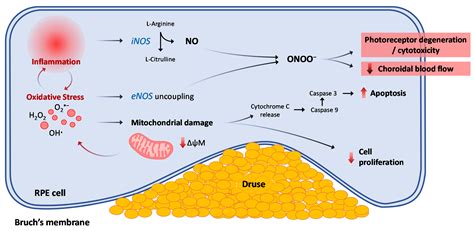 Antioxidants Free Full Text Oxidative And Nitrosative Stress In Age