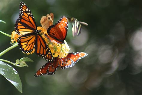 Monarch Butterflies in California 2024-2025 - Rove.me