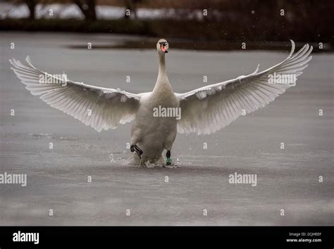 Swan Taking Flight Hi Res Stock Photography And Images Alamy