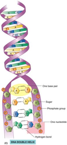 Dna Structurereplication And Cell Cycle Mitosis Test Flashcards Quizlet