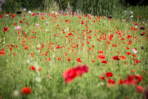 Unique Poppy Garden To Remember First World War Fallen Opens Express