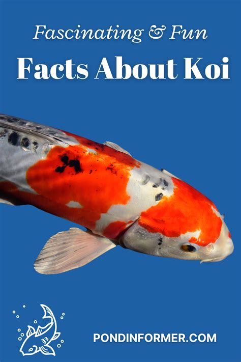 Guide To Showa Sanshoku Koi 2023 Updated Artofit