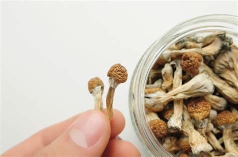 How Much Do Psilocybin Mushrooms Cost The Street Prices Zinnia Health