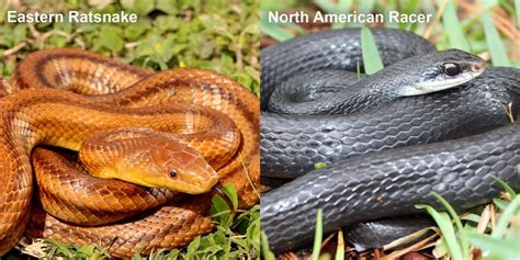 North American Racer Florida Snake Id Guide