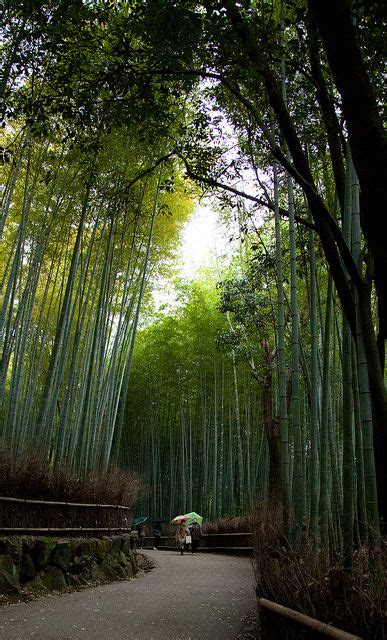 Bamboo Forest Arashiyama Kyoto Japan Places To Go Places To