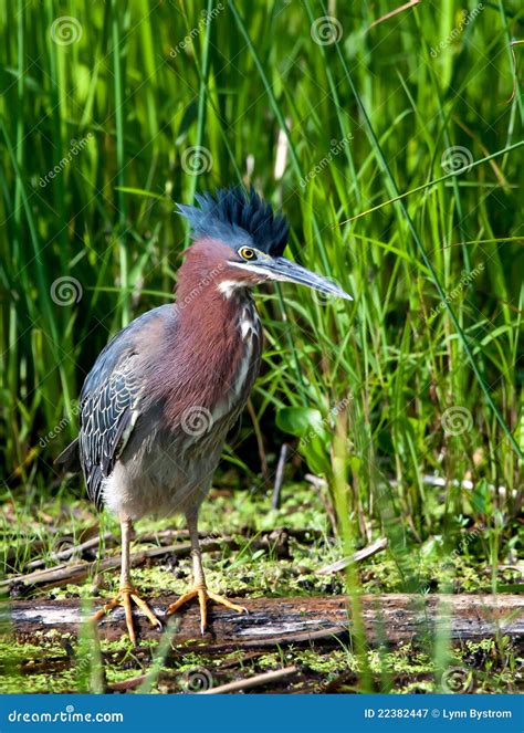 Green Heron Stock Image Image Of Beauty Grass Animals 22382447