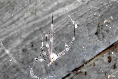 Cellar Spider Fungus Torrubiella Pulvinata Bugguidenet