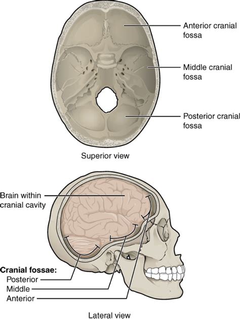 Brain Case Cranial Vault Knowlative