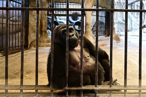 Última gorila em cativeiro na Tailândia tem poucas chances de liberdade