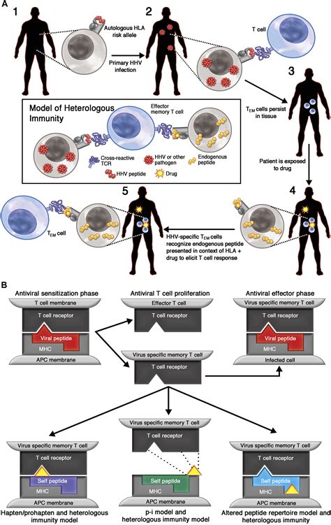 Evolving Models Of The Immunopathogenesis Of T Cellmediated Drug