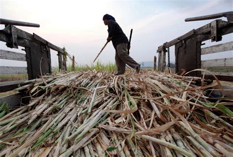 Bangkok Post Thai Sugar Output Falls Amid Drought