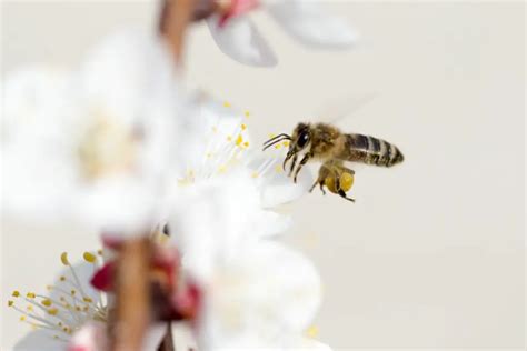 How Bees Collect And Carry Nectar A Comprehensive Guide Revive A Bee