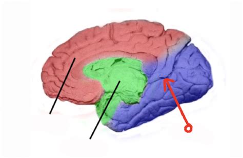 Lobes And Blood Supply Of The Cerebral Cortex Moving Exam EX Flashcards