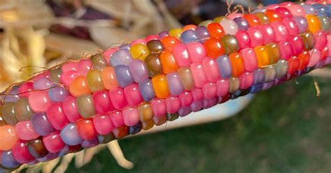 rainbow corn  growing tips    buy