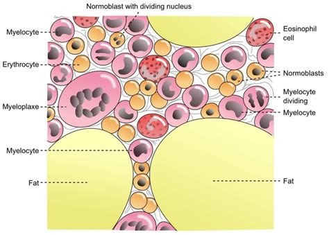 sumsum tulang   fungsi jenis  penyakit sumsum tulang