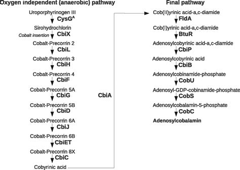 Genome Sequences Of The Biotechnologically Important Bacillus