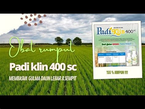 Herbisida Selektif Gulma Di Tanaman Padi Obat Rumput Padi Sangat