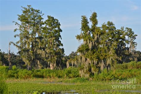 Florida Bald Cypress Trees Photograph by Carol Bradley - Fine Art America