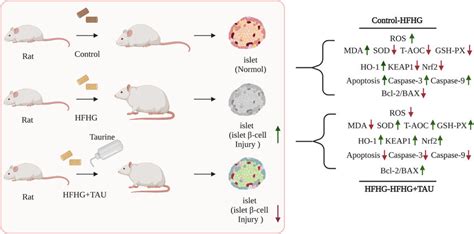 Taurine alleviates oxidative stress and apoptosis in pancreatic islet β