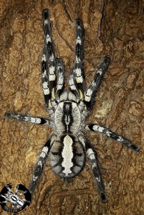 Poecilotheria Regalis X Cm Tarantula Room