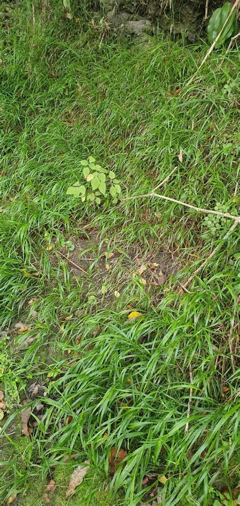 Pademelon Grass Logan Native Grasses INaturalist