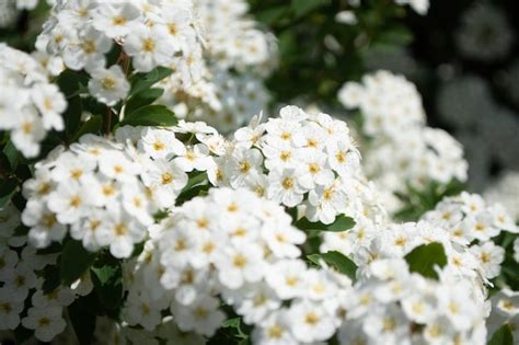 Un Arbusto De Flores Blancas Con Centros Amarillos Y P Talos Blancos