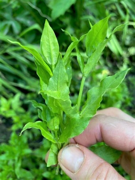 Edible Chickweed Identification, Uses & Benefits