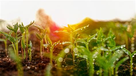 The Chemistry Behind the Smell of Rain | Mental Floss