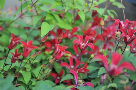 Clematis Texensis Gravetye Beauty Texensis Group